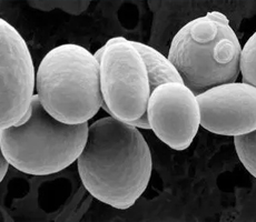 酵母細(xì)胞如何有效計(jì)數(shù)？